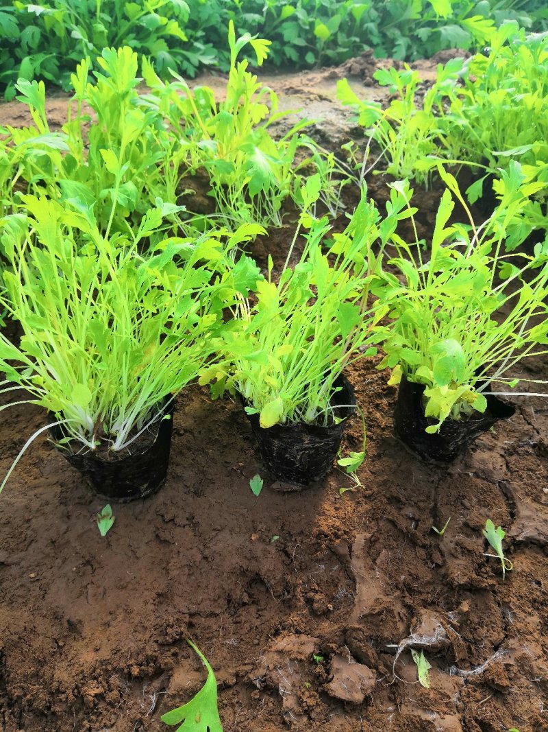 多年生耐寒植物冰岛虞美人