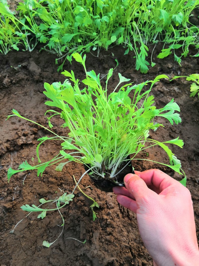 多年生耐寒植物冰岛虞美人