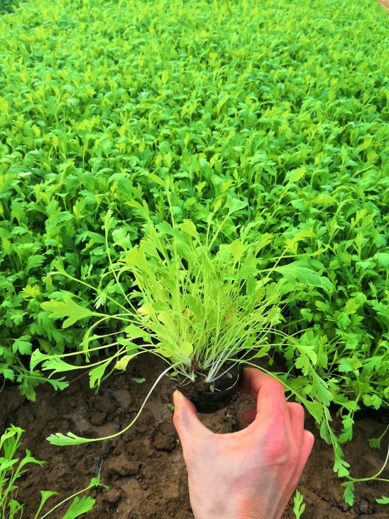 多年生耐寒植物冰岛虞美人