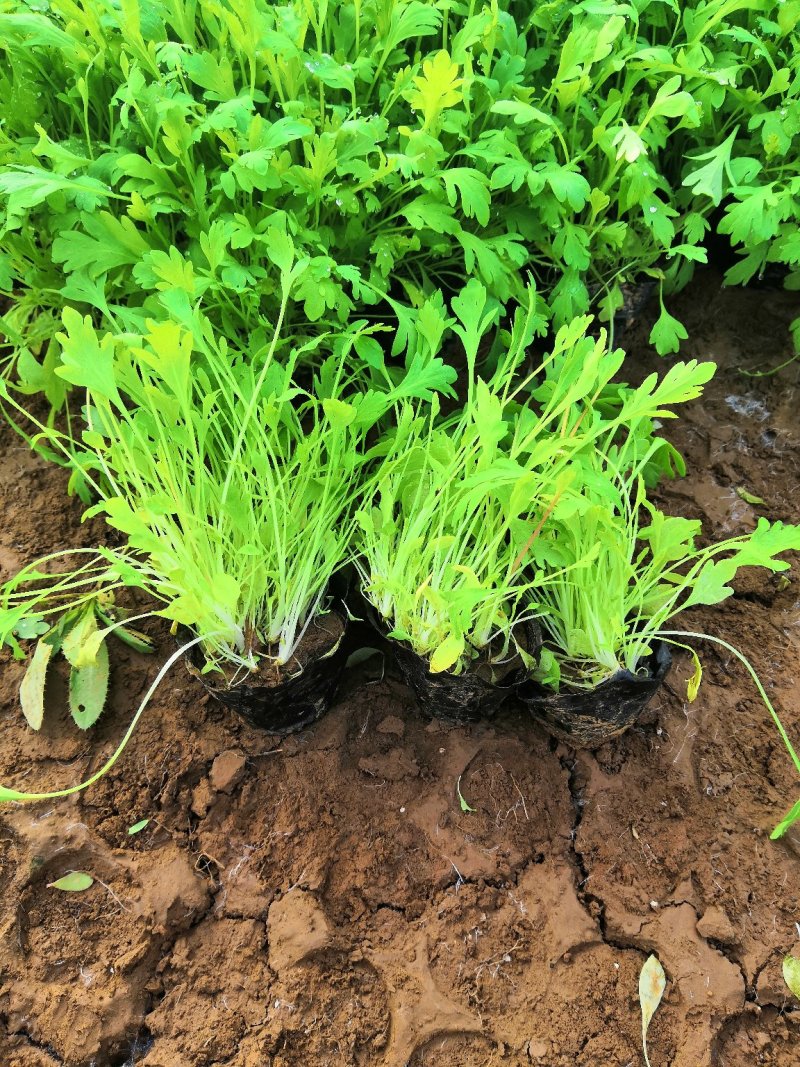 多年生耐寒植物冰岛虞美人