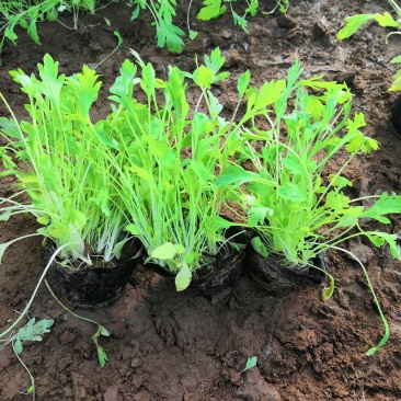 多年生耐寒植物冰岛虞美人