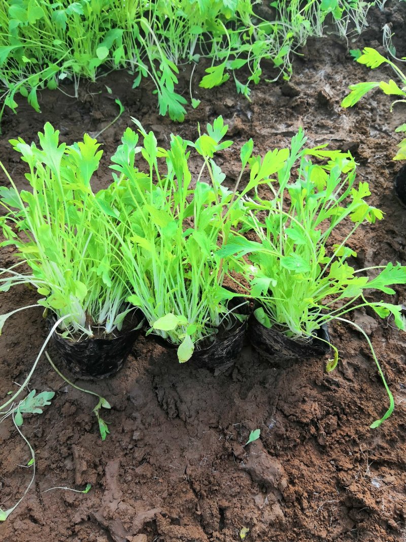 多年生耐寒植物冰岛虞美人