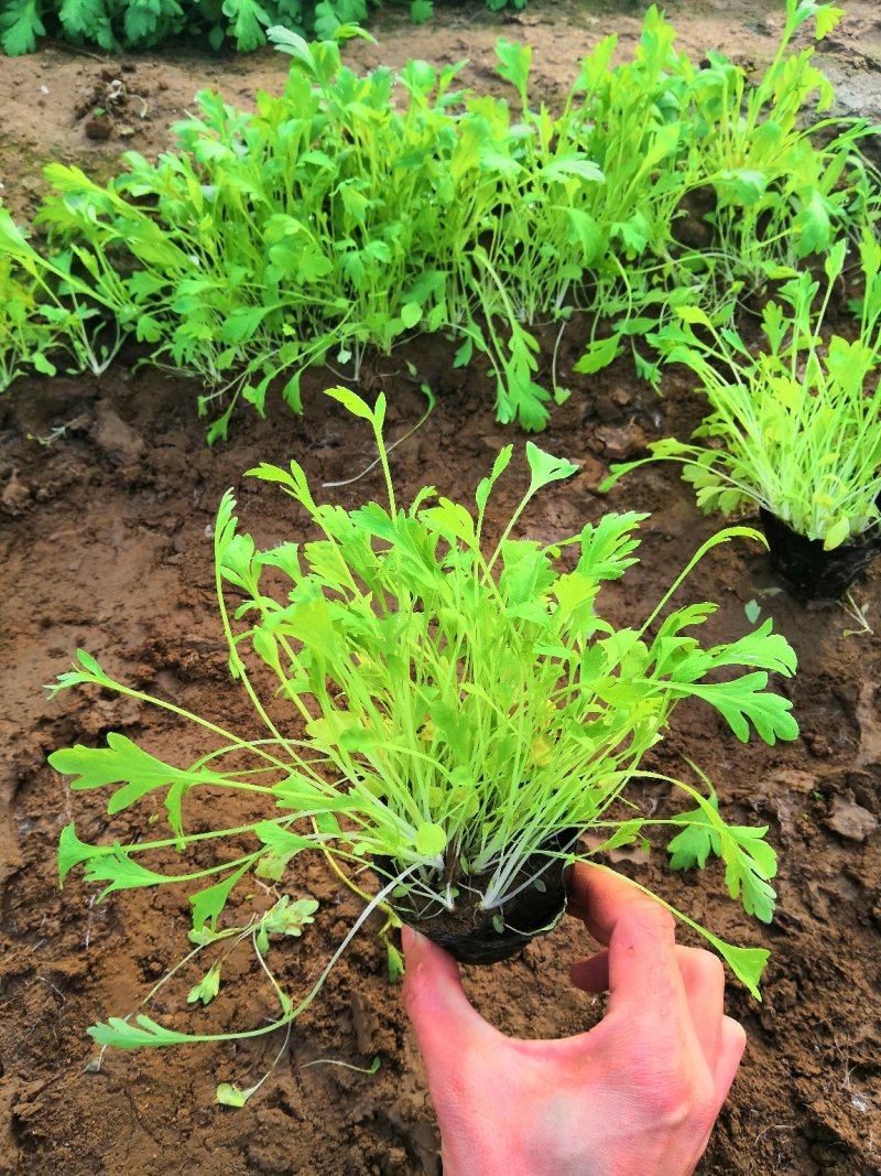 多年生耐寒植物冰岛虞美人