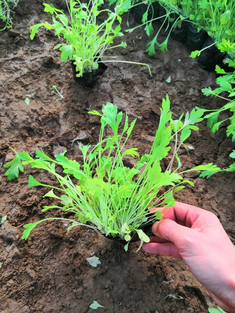 多年生耐寒植物冰岛虞美人