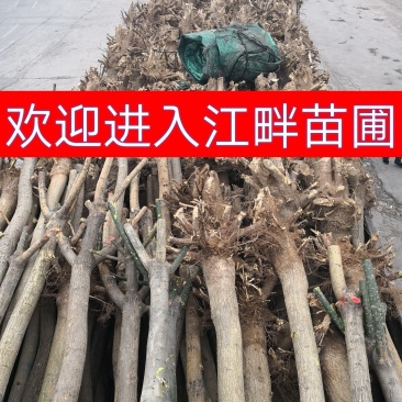 3-20公分国槐,上工程,见苗圃均可质量好品质高