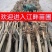 3-20公分国槐,上工程,见苗圃均可质量好品质高
