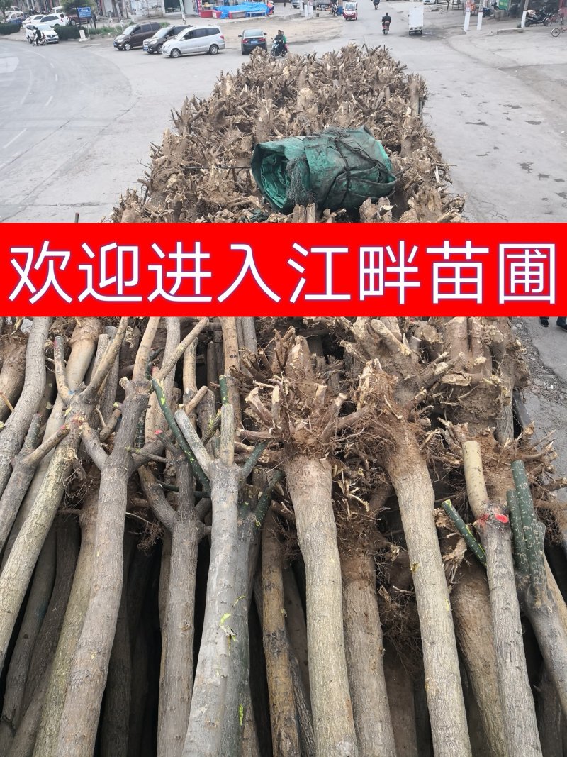 3-20公分国槐，上工程，见苗圃均可质量好品质高