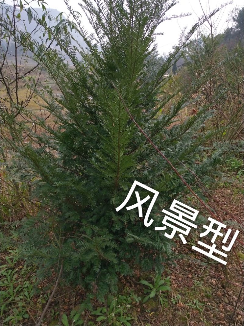 红豆杉苗2.5……5公分