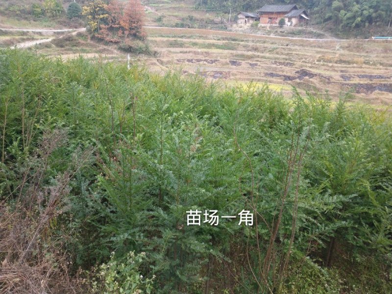 红豆杉苗2.5……5公分