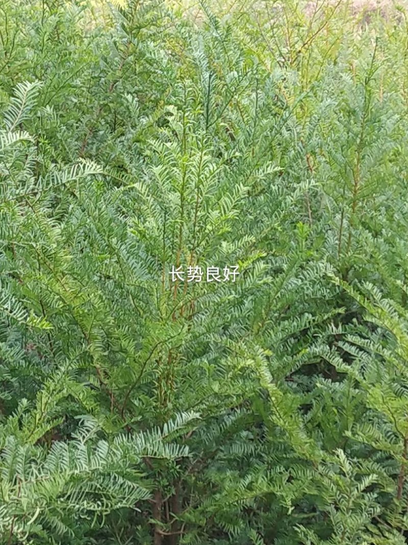 红豆杉苗2.5……5公分