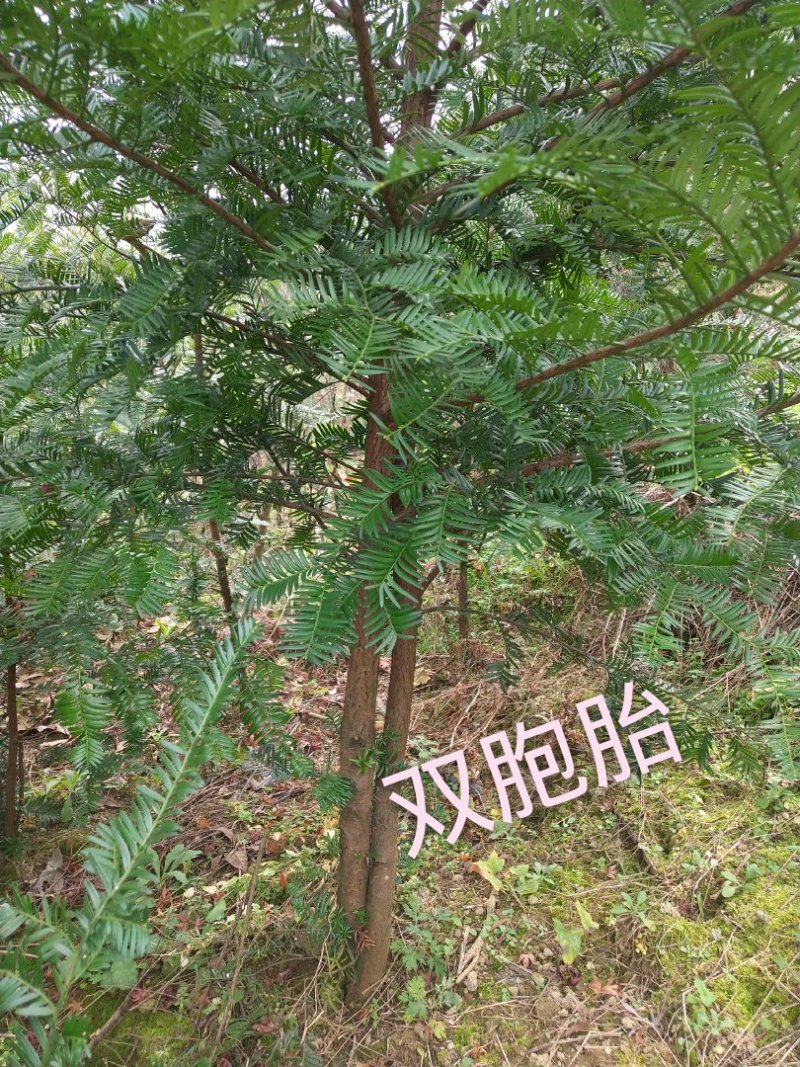 红豆杉苗2.5……5公分