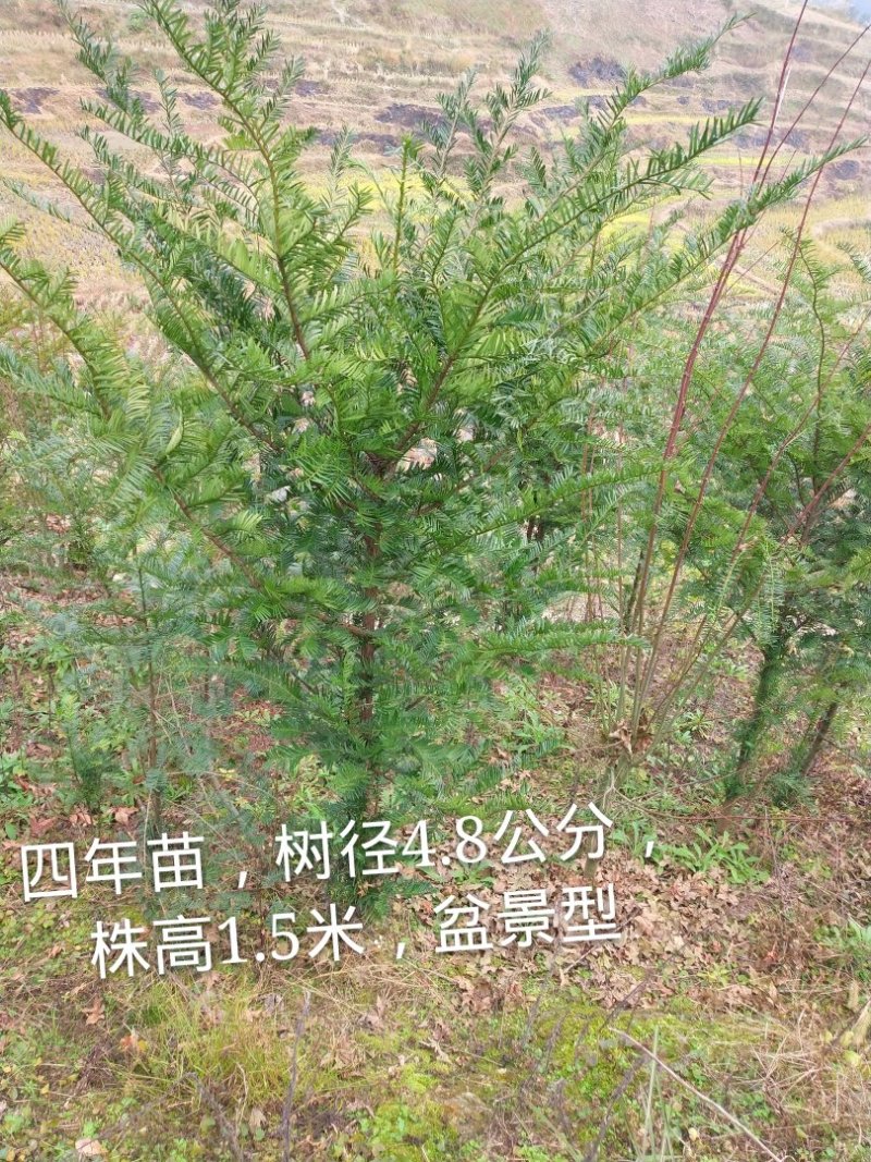 红豆杉苗2.5……5公分