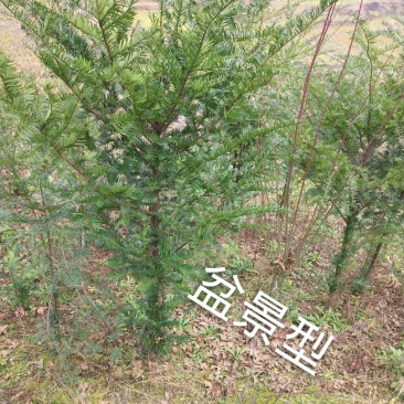 红豆杉苗2.5……5公分