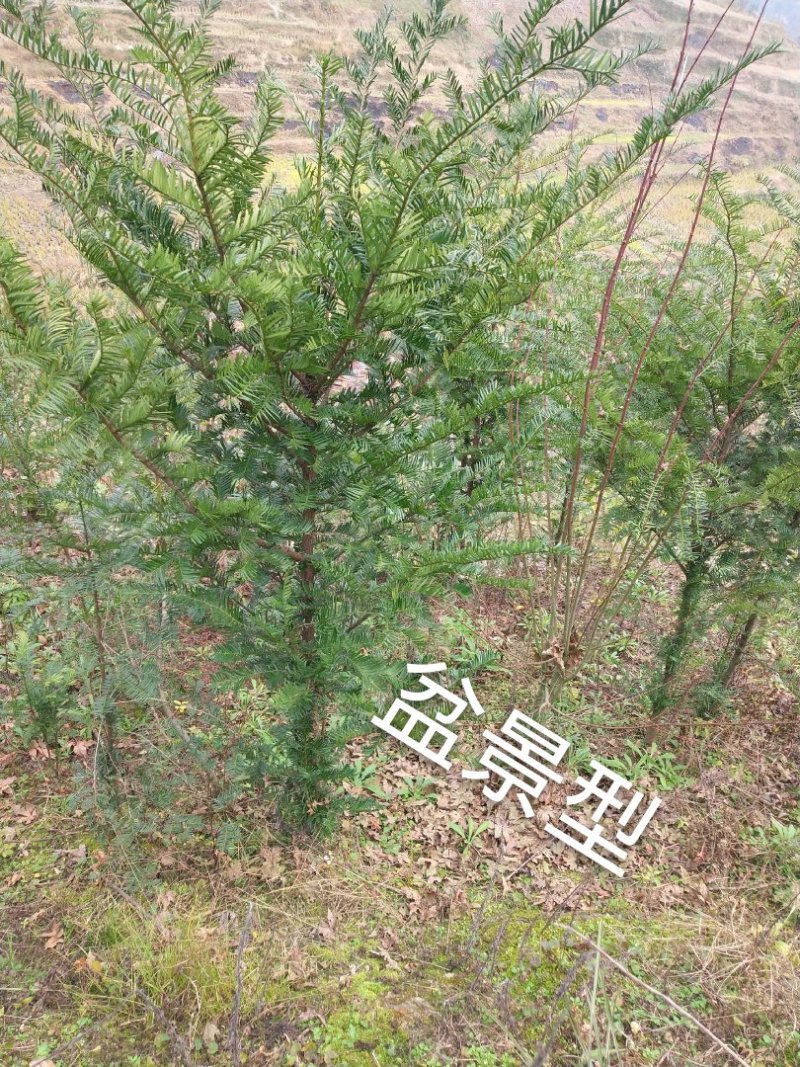 红豆杉苗2.5……5公分