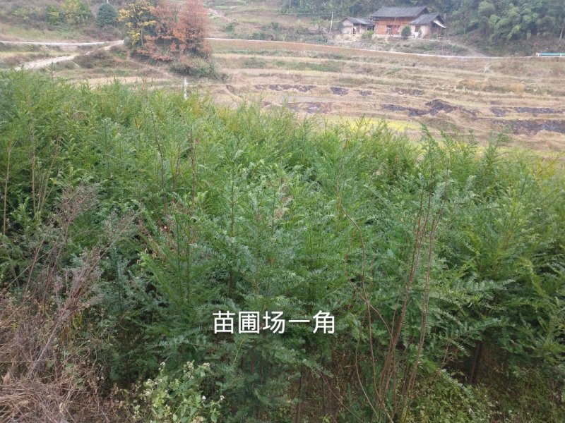 红豆杉苗2.5……5公分