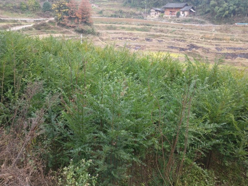 红豆杉苗2.5……5公分