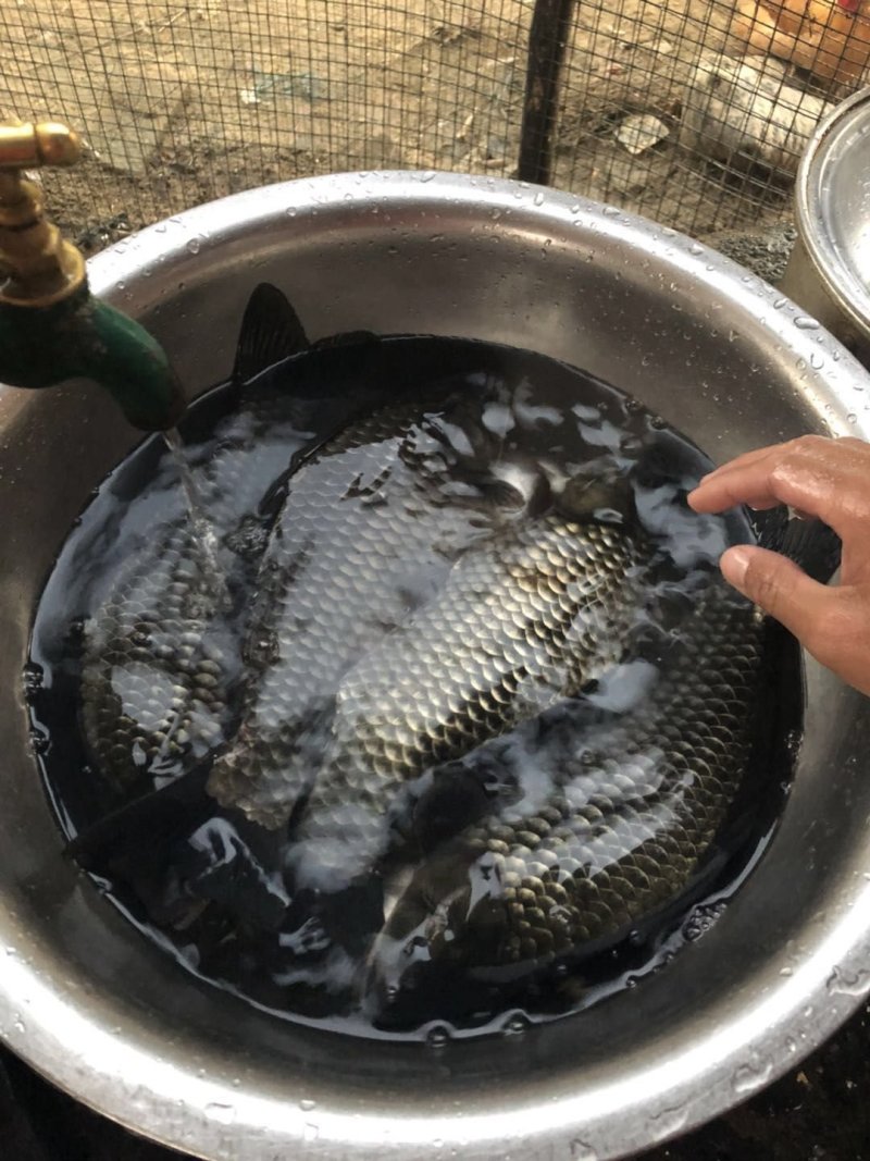 鲫鱼苗，工程鲫鱼苗，湘云鲫，支持全国各地发货