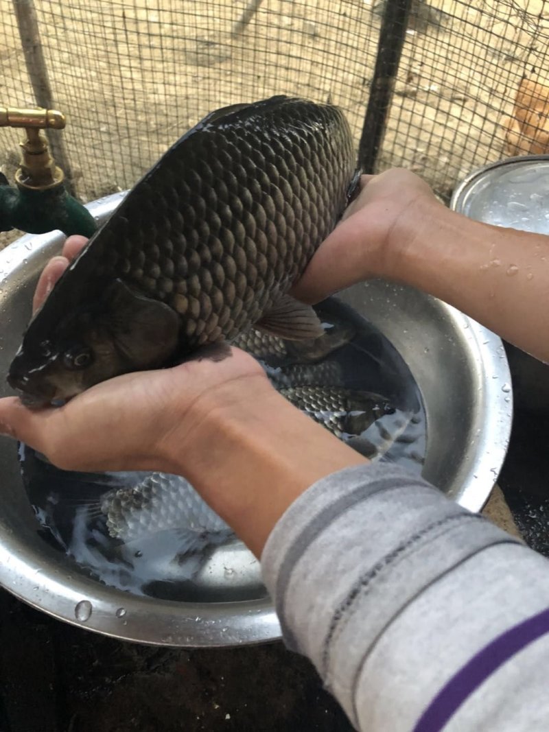 鲫鱼苗，工程鲫鱼苗，湘云鲫，支持全国各地发货