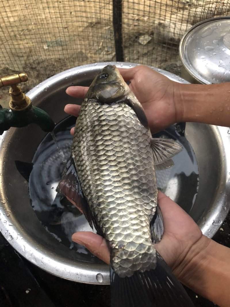鲫鱼苗，工程鲫鱼苗，湘云鲫，支持全国各地发货