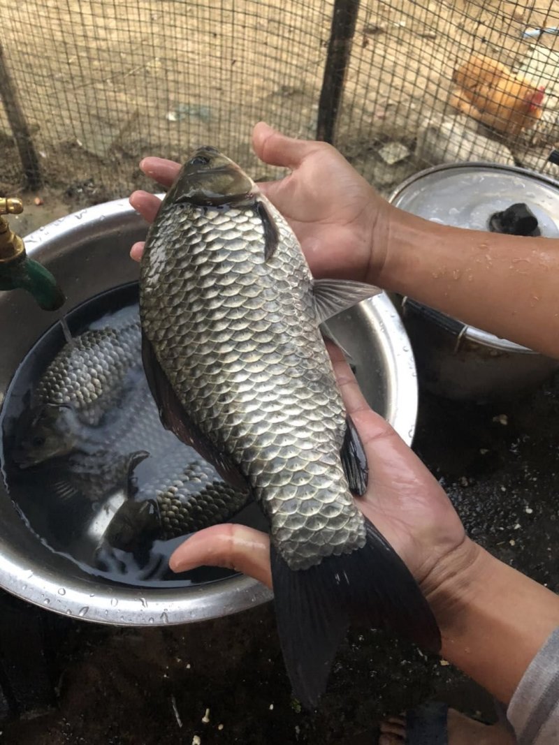 鲫鱼苗，工程鲫鱼苗，湘云鲫，支持全国各地发货