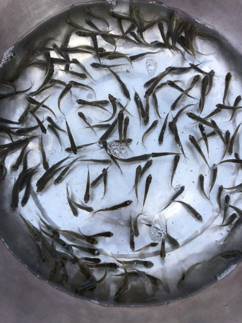 武昌鱼苗边鱼扁鱼，三角纺支持全国各地发货