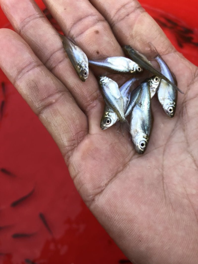 武昌鱼苗边鱼扁鱼，三角纺支持全国各地发货