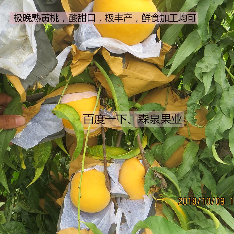 黄金蜜4号桃树苗基地批发确保纯度
