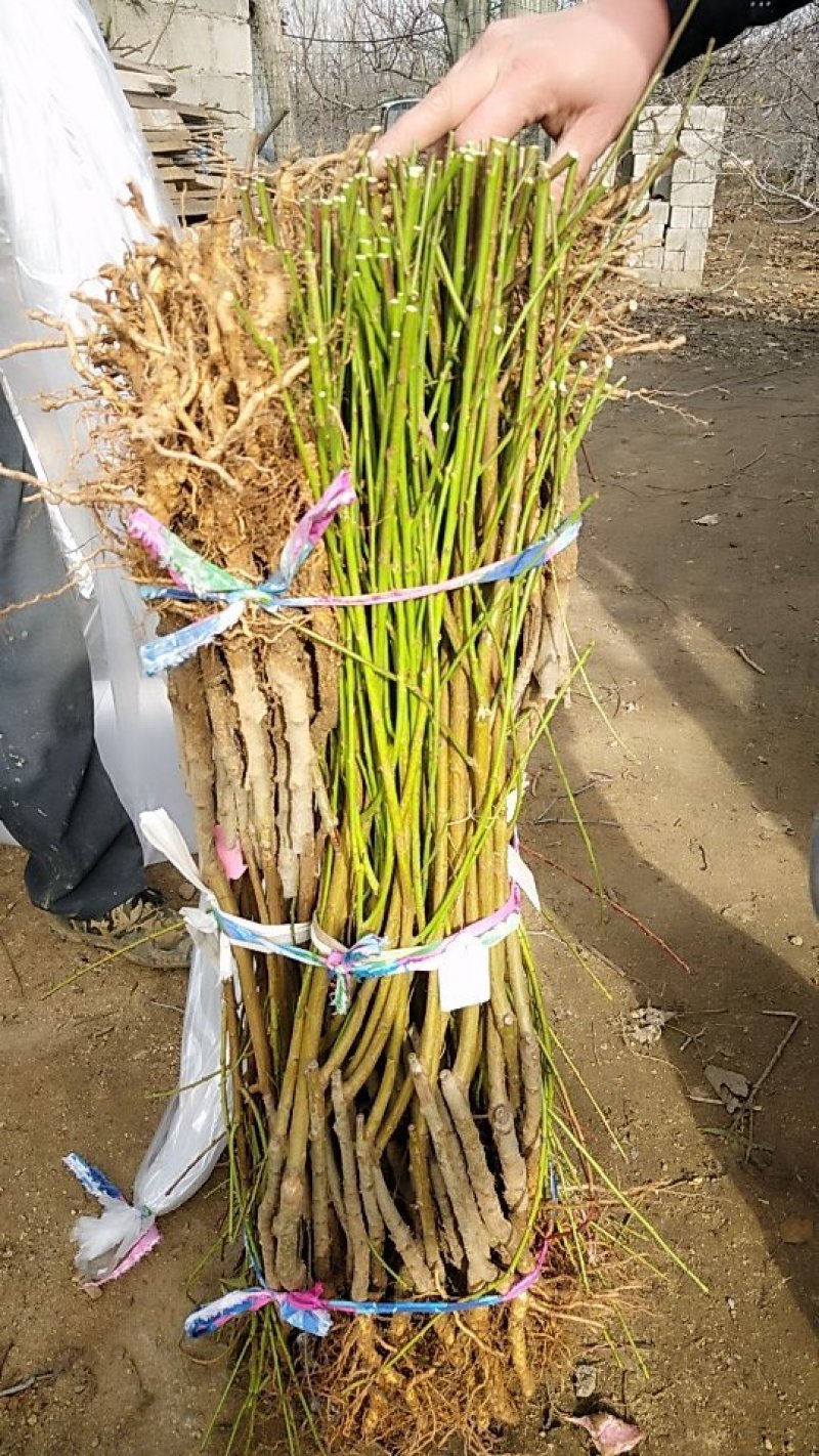 黄金蜜4号桃树苗基地批发确保纯度
