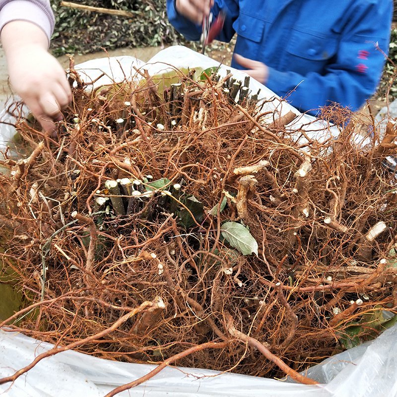 黄金蜜4号桃树苗基地批发确保纯度