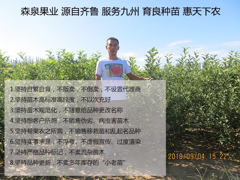 黄金蜜4号桃树苗基地批发确保纯度