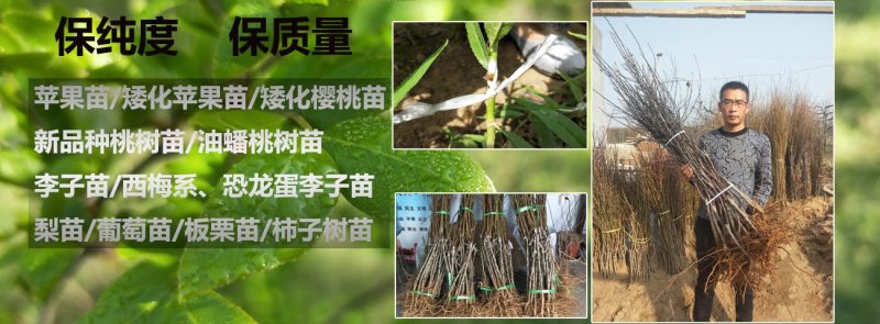 黄金蜜4号桃树苗基地批发确保纯度