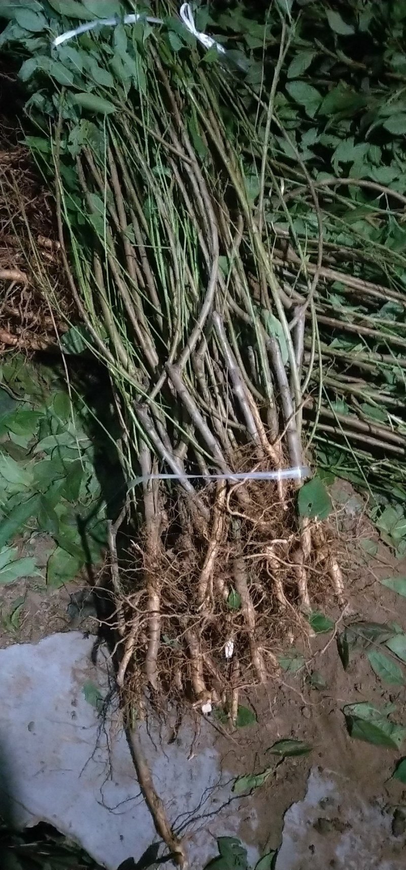 黄金蜜4号桃树苗基地批发确保纯度