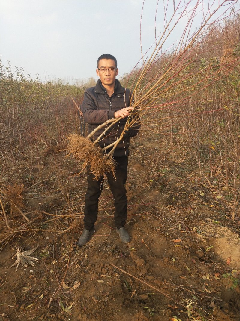 黄金蜜4号桃树苗基地批发确保纯度