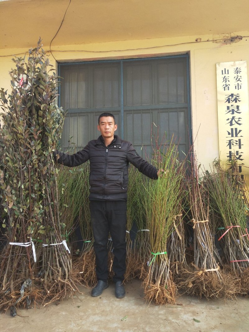 黄金蜜4号桃树苗基地批发确保纯度