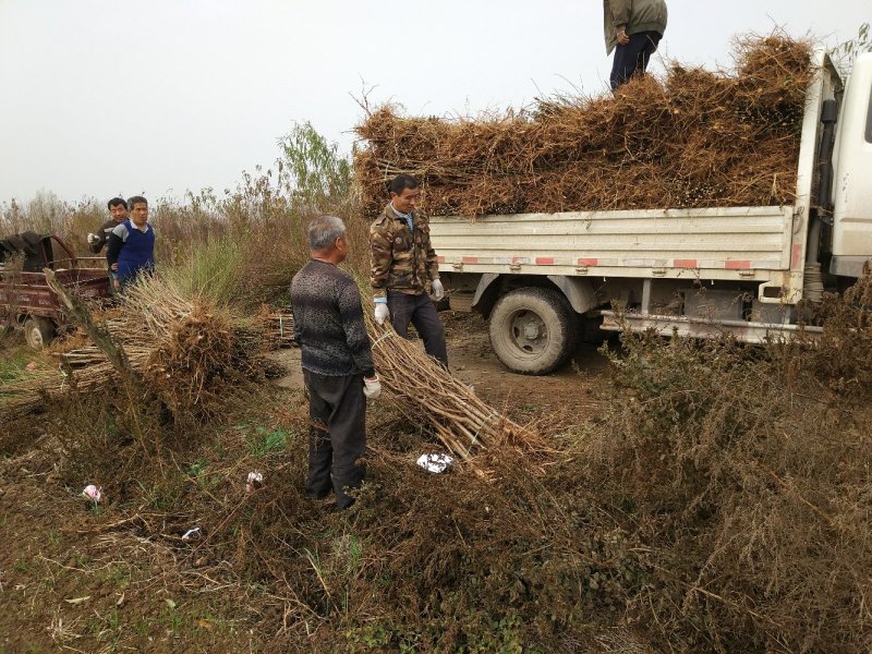 【桃树苗】苗圃直供优质桃树苗基地直供现挖现发