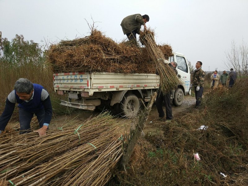 【桃树苗】苗圃直供优质桃树苗基地直供现挖现发