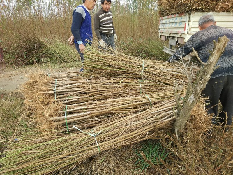 【桃树苗】苗圃直供优质桃树苗基地直供现挖现发