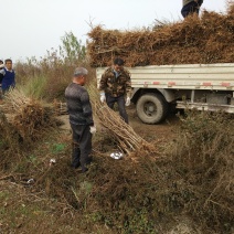 【桃树苗】苗圃直供优质桃树苗基地直供现挖现发