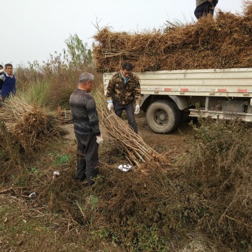 【桃树苗】苗圃直供优质桃树苗基地直供现挖现发