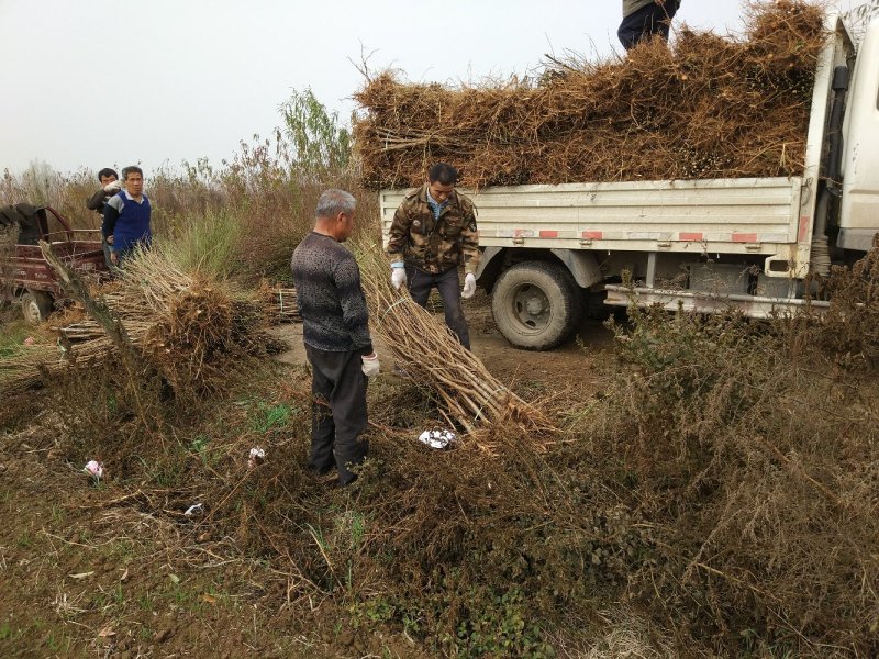 【桃树苗】苗圃直供优质桃树苗基地直供现挖现发