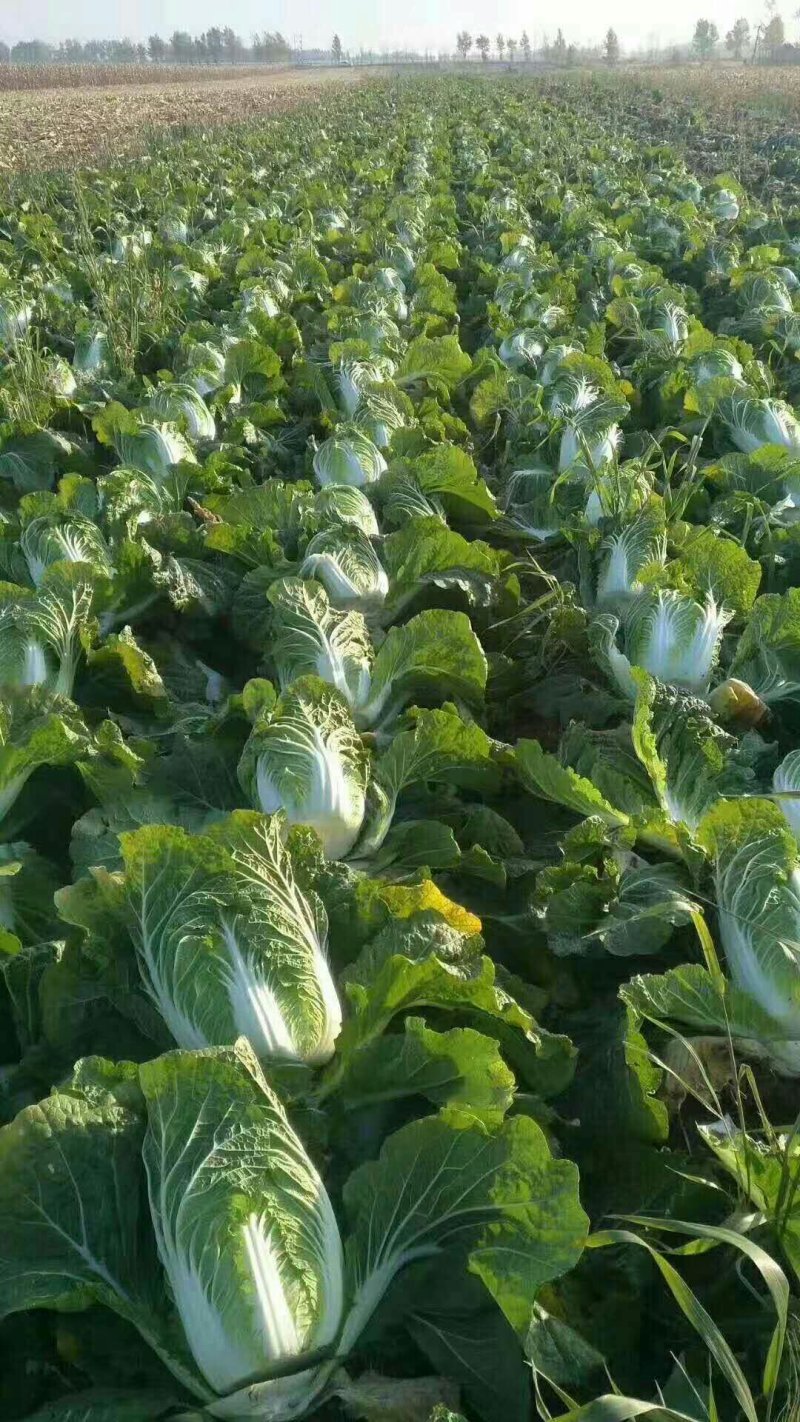 青杂三号白菜，4-6斤，大量供货中，要的联系。