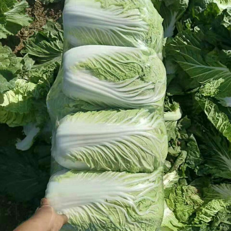 青杂三号白菜，4-6斤，大量供货中，要的联系。