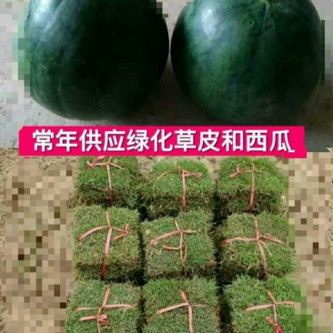 大量供应草皮