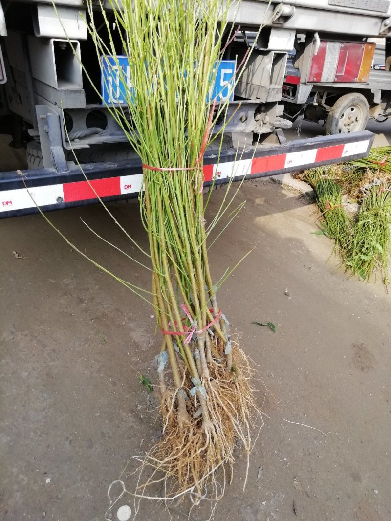 油蟠桃苗，1年苗，油蟠7-7油蟠9果个大不裂口