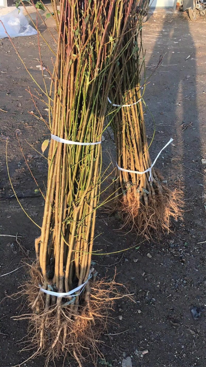 油蟠桃苗，1年苗，油蟠7-7油蟠9果个大不裂口
