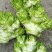 儿菜大量上市