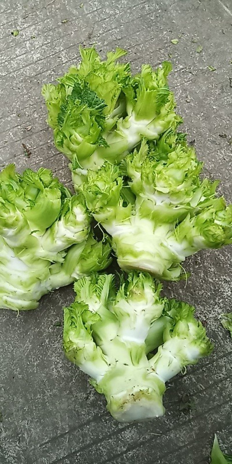 儿菜大量上市