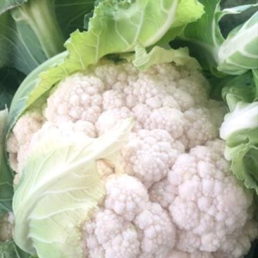 菜花