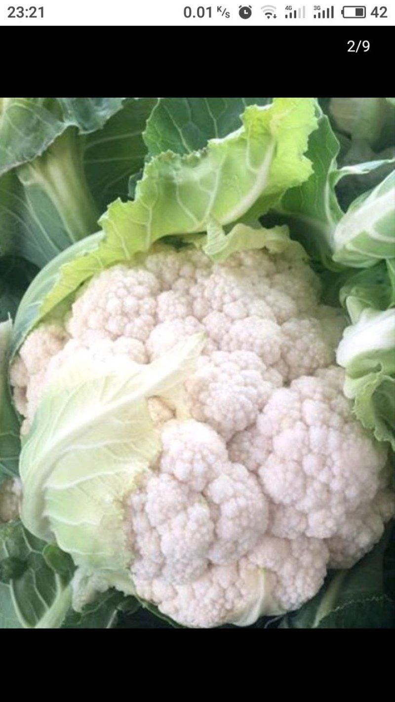 菜花