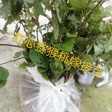 蒲江红心猕猴桃嫁接苗苗高25-45厘米地径0.7起